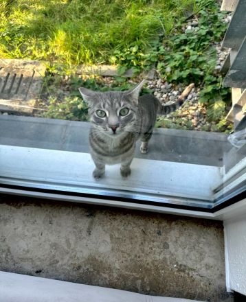Kater sucht ein neues Zuhause