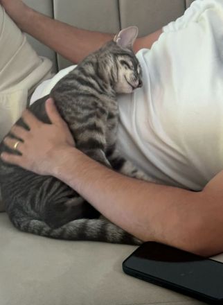 Kater sucht ein neues Zuhause