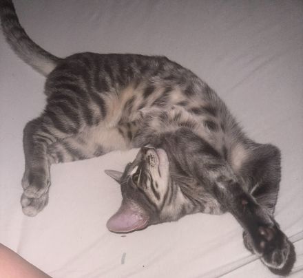 Kater sucht ein neues Zuhause