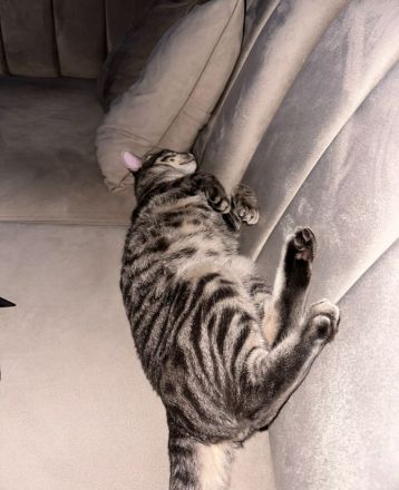 Kater sucht ein neues Zuhause