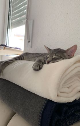 Kater sucht ein neues Zuhause