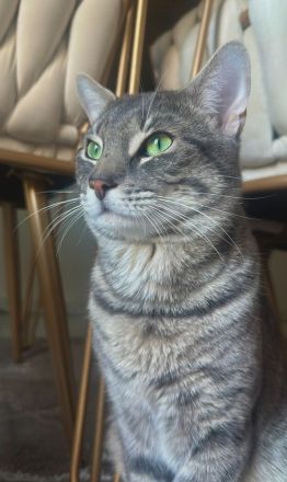 Kater sucht ein neues Zuhause