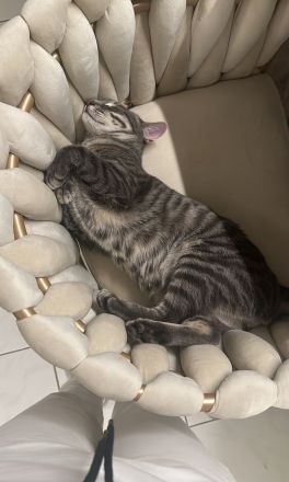 Kater sucht ein neues Zuhause