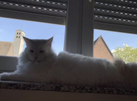 Schneeweißer XXL Main Coon Kater