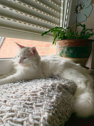 Schneeweißer XXL Main Coon Kater