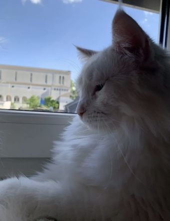 Schneeweißer XXL Main Coon Kater