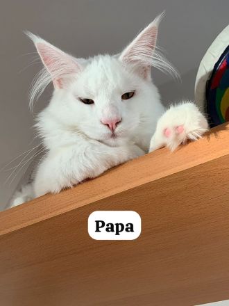 Schneeweißer XXL Main Coon Kater