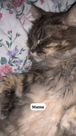 Schneeweißer XXL Main Coon Kater