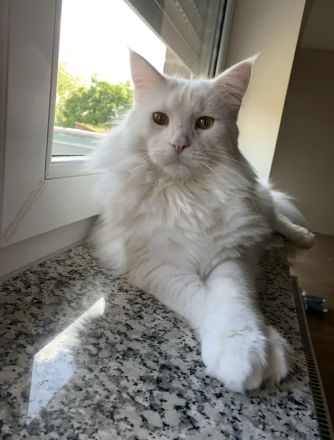 Schneeweißer XXL Main Coon Kater