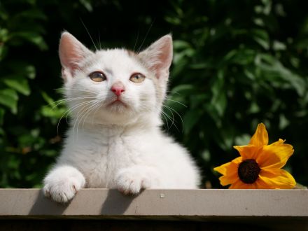 Süße verschmuste Katzenbabys