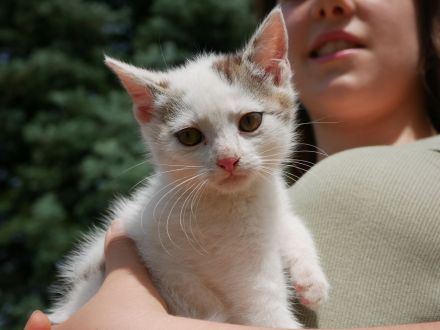 Süße verschmuste Katzenbabys