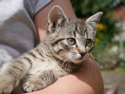 Süße verschmuste Katzenbabys