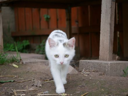 Süße verschmuste Katzenbabys