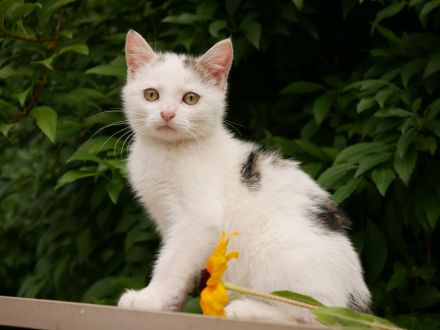 Süße verschmuste Katzenbabys