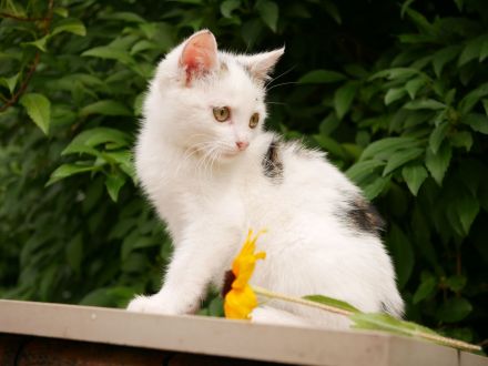 Süße verschmuste Katzenbabys