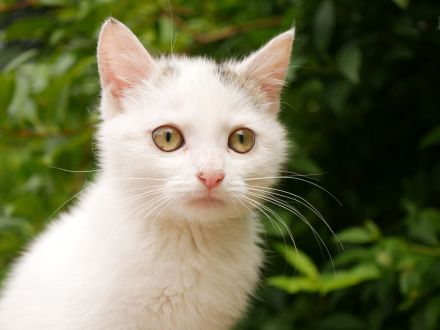 Süße verschmuste Katzenbabys