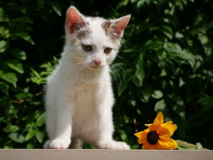 Süße verschmuste Katzenbabys