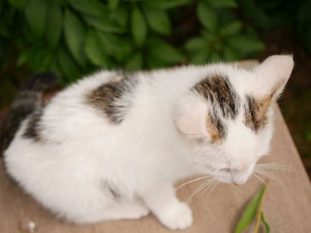 Süße verschmuste Katzenbabys