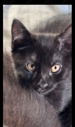 Maincoon- Mix( grau getigert) + 3 schwarze