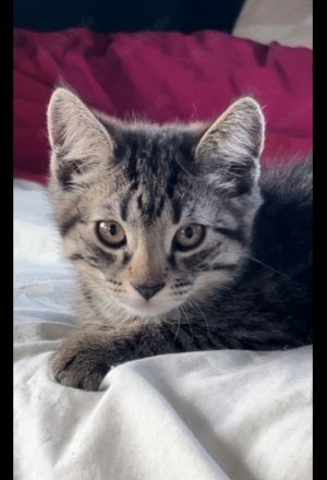Maincoon- Mix( grau getigert) + 3 schwarze
