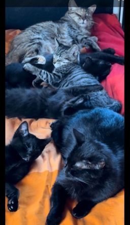 Maincoon- Mix( grau getigert) + 3 schwarze