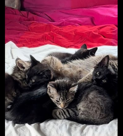 Maincoon- Mix( grau getigert) + 3 schwarze
