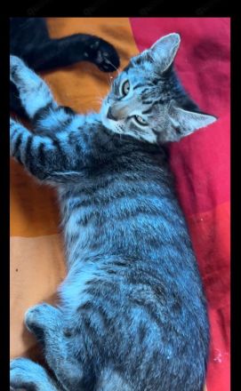 Maincoon- Mix( grau getigert) + 3 schwarze