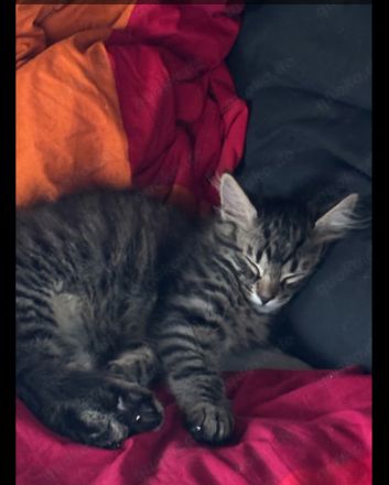 Maincoon- Mix( grau getigert) + 3 schwarze