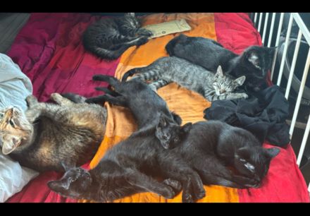 Maincoon- Mix( grau getigert) + 3 schwarze