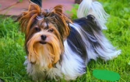 Biewer Yorkshire Deckrüde