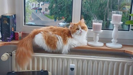 Perserkitten abzugeben, weiß/roter Kater