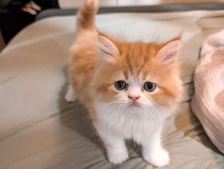 Perserkitten abzugeben, weiß/roter Kater