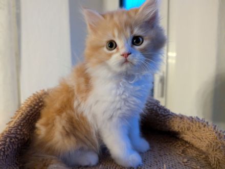 Perserkitten abzugeben, weiß/roter Kater