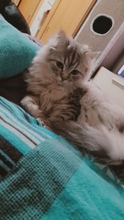 Perserkitten abzugeben, weiß/roter Kater