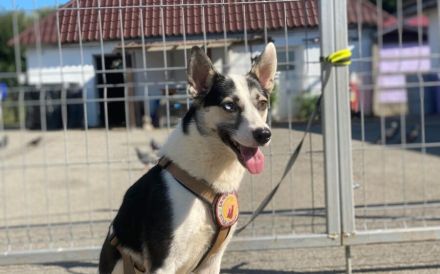 Unsere starke Kämpferin Salali