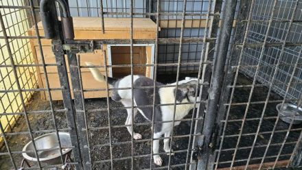 Unsere starke Kämpferin Salali