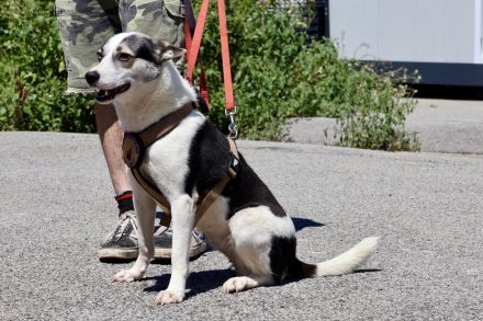 Unsere starke Kämpferin Salali