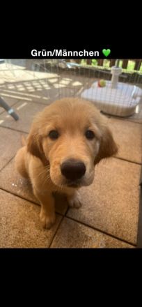 Golden Retriever Welpen