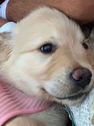 Golden Retriever Welpen