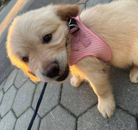 Golden Retriever Welpen