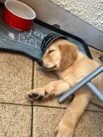 Golden Retriever Welpen