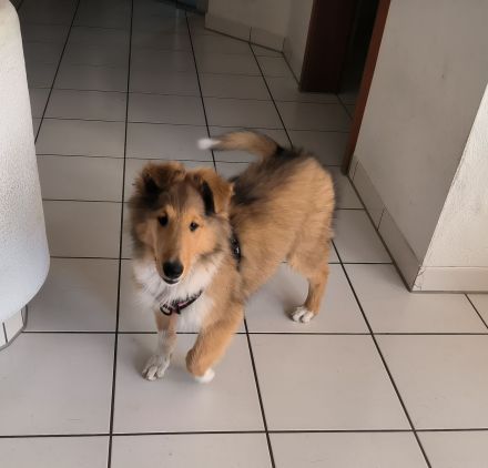 Noch ein tolles, kräftiges Colliemädchen in sable white ist bereit die Welt zu entdecken