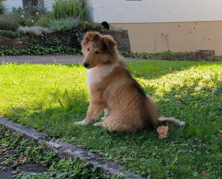Noch ein tolles, kräftiges Colliemädchen in sable white ist bereit die Welt zu entdecken