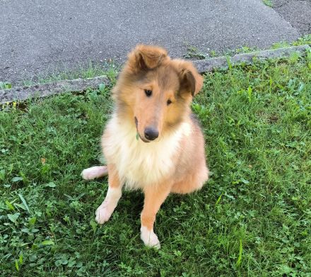 Noch ein tolles, kräftiges Colliemädchen in sable white ist bereit die Welt zu entdecken