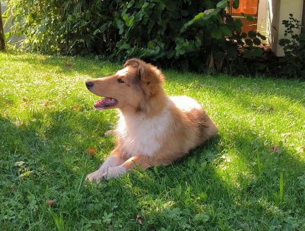Noch ein tolles, kräftiges Colliemädchen in sable white ist bereit die Welt zu entdecken