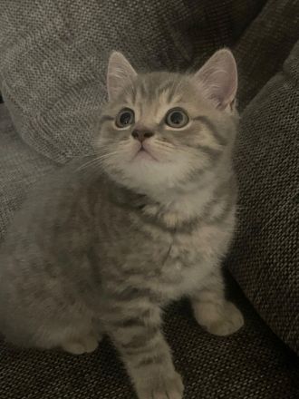 Britisch Kurzhaar Kitten ab sofort abzugeben