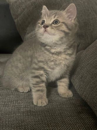 Britisch Kurzhaar Kitten ab sofort abzugeben