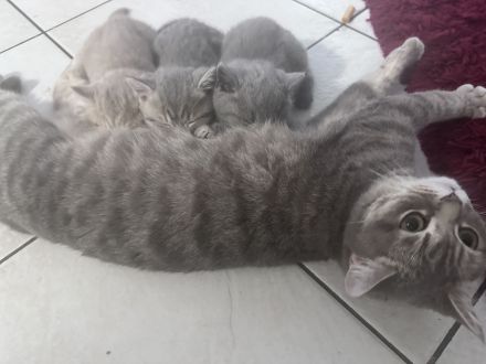 Britisch Kurzhaar Kitten ab sofort abzugeben