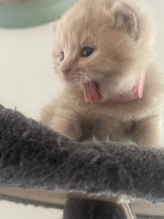 Britisch Kurzhaar Kitten ab sofort abzugeben