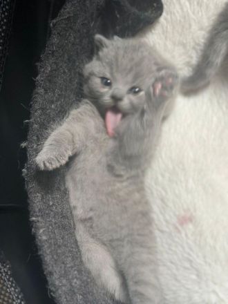 Britisch Kurzhaar Kitten ab sofort abzugeben